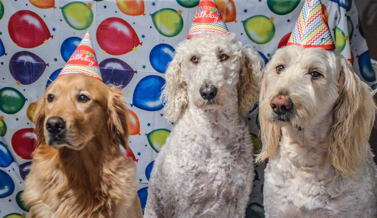 Koopgoot omgetoverd tot hondenwalhalla vanwege dierendag