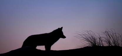 Vier de terugkeer van de wolf bij Woordnacht