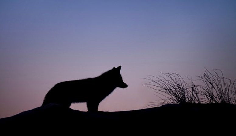 Vier de terugkeer van de wolf bij Woordnacht