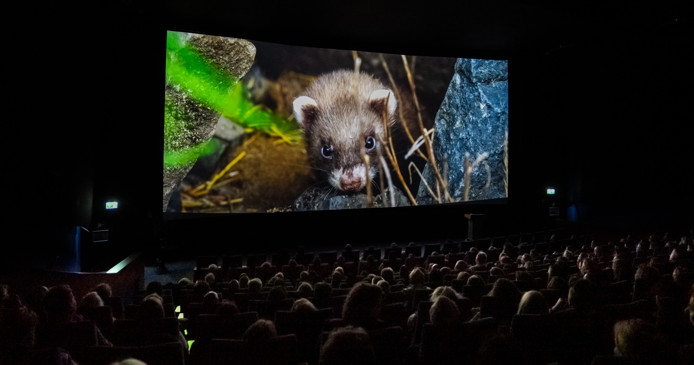 Wild animals at the cinema