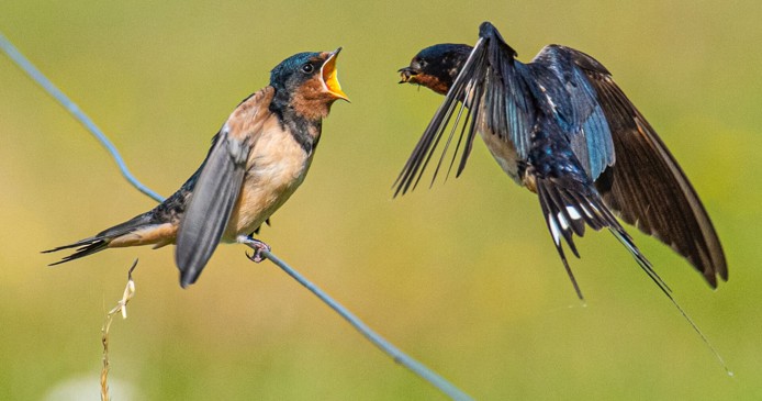Vogels kijken vanaf Belevenisboerderij Schieveen