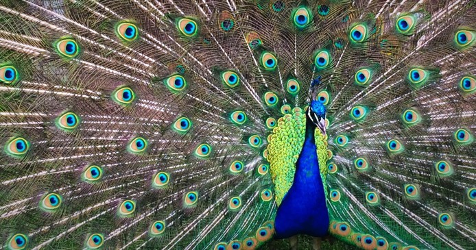 Expositie over de functie van vormen en patronen in de natuur