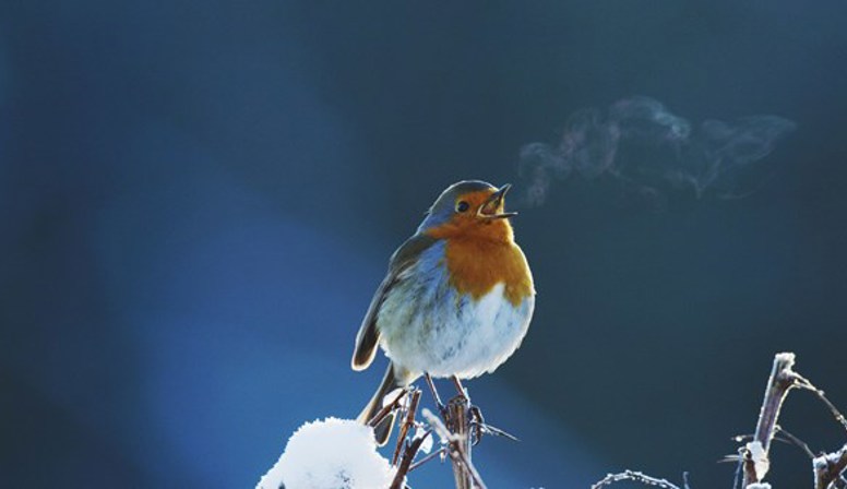 Win: Online genieten van het Wildlife Film Festival Rotterdam