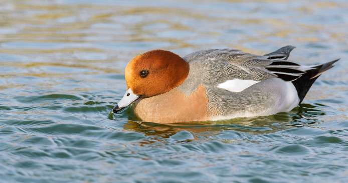 Zie tijdens excursie vanaf Belevenisboerderij Schieveen smienten, zilverreigers en brandganzen  
