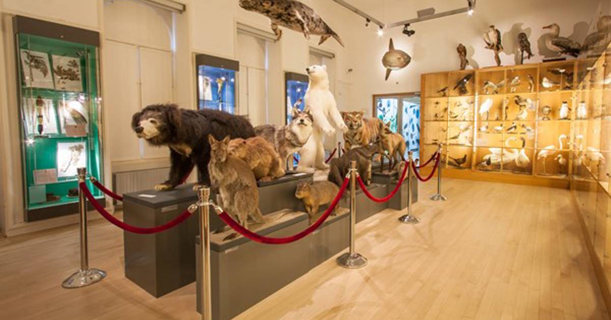 Thuismuseum: Natuurhistorisch Museum - Uitagenda Rotterdam